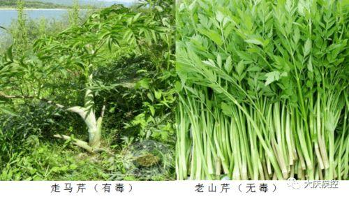 哈尔滨爆料野菜事件视频,真相与反思